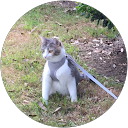 Lucy Cat profile picture